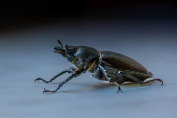 Naklejka premium Bugs