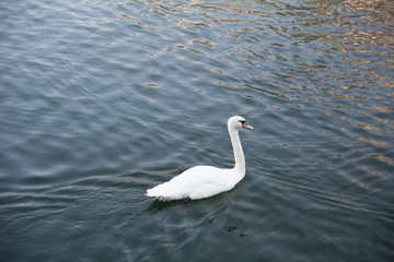 Fototapeta premium Graceful white swan