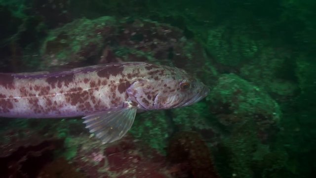 Large Ling Cod in the Emerald Sea