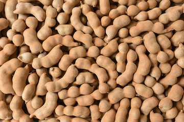 Group of ripe tamarind pods