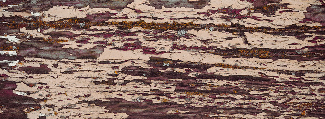 Embossed texture of the bark of oak. Panoramic photo of the oak texture.Long banner