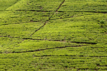 Tea plantation