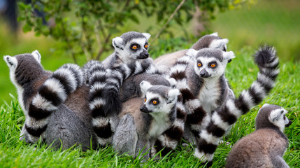 Close up of group of ring tailed lemurs huddled together outdoors