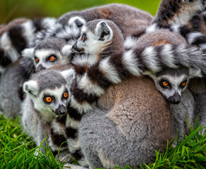 Close up of group of ring tailed lemurs huddled together outdoors