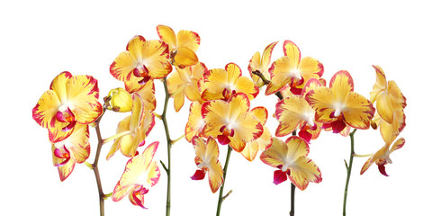 Set of beautiful orchid phalaenopsis flowers on white background