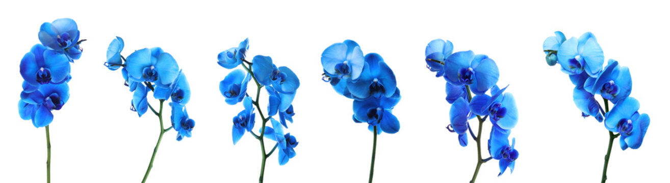 Fototapeta Set of beautiful blue orchid phalaenopsis flowers on white background