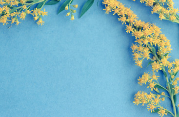 Summer yellow wild flowers on blue background. Springtime floral. Flat lay, top view, copy space.