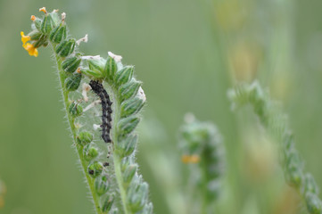 Caterpillar Climbing Wildflower