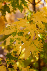 yellow maple leaves closeup in autumn on a sunny day