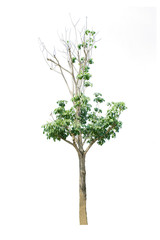 tree isolate on white background