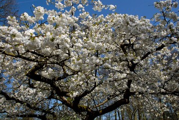 White blossom with blue sky