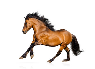 Fototapeta na wymiar Beautiful bay stallion isolated