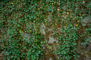 Wall of stone blocks with a vine