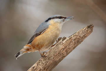 Nuthatche (Sitta europaea) small passerine birds belonging to the family Sittidae