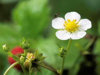 Fototapeta premium strawberry
