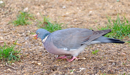 A wood pigeon in a forest