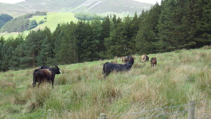 KODAK Digital Still Camera © agent_halstein