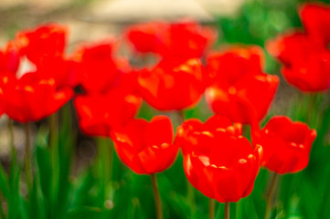 Red tulips in the garden