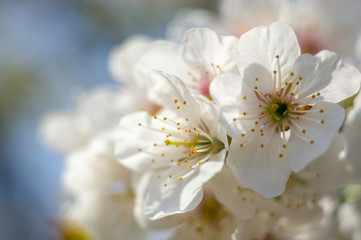 Branches of blossoming apricot macro