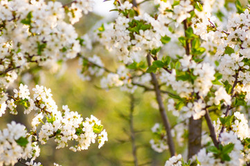 Branches of blossoming apricot macro