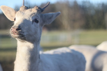 Herd of white deers in field on winter morning
