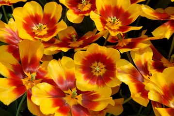 red-yellow tulips close up