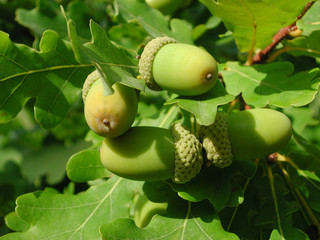 Quercus robur