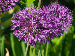 Allium aflatunense decorative onion violet flowers close-up, selective focus, shallow DOF