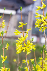 Yellow flowers on Easter tree Forsythia intermedia at garden close-up, selective focus, shallow DOF