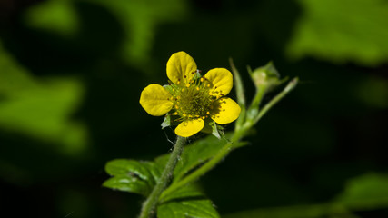 Small yellow flower of wood or geum urbanum close-up, selective focus, shallow DOF