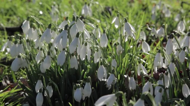 Snowdrops at Baslow, Derbyshire, England, Uk, Europe 