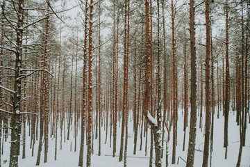Fototapeta premium Winter in Europes forest