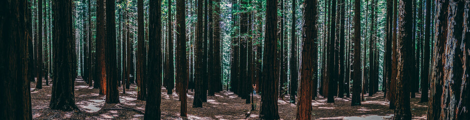 Rows of trees at the Redwood Forest Warburton in the Yarra Valley. Melbourne, Australia.