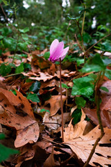 flowers in garden
