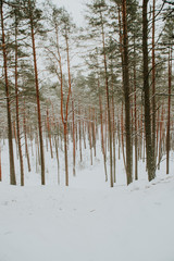 Winter in Europes forest