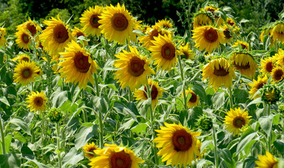 Sunflower Faces
