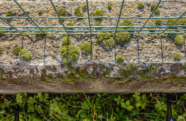 close-up of a low wall  with bubble-shaped moss.The moss are plant organisms associated with degradation.It appears when there is an abundance of water