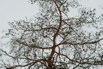 Winter in Europes forest