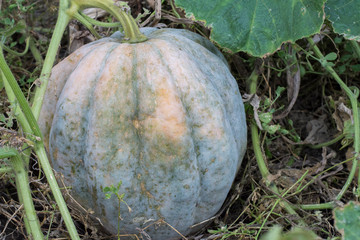 orange pumpkins at outdoor farmer market. 