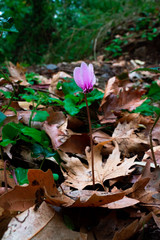 flowers in the forest