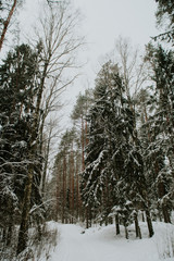 Fototapeta premium Winter in Europes forest