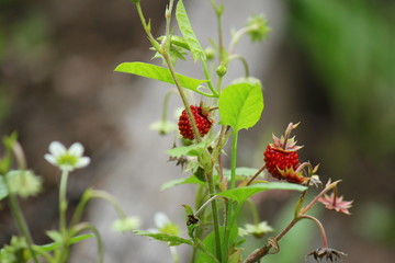 wild strawberry