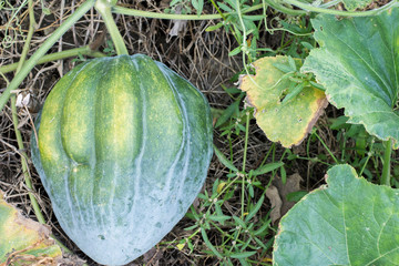 orange pumpkins at outdoor farmer market. 