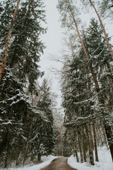 Winter in Europes forest