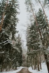 Fototapeta premium Winter in Europes forest