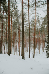 Fototapeta premium Winter in Europes forest