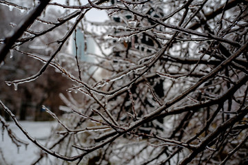Frozen plants background