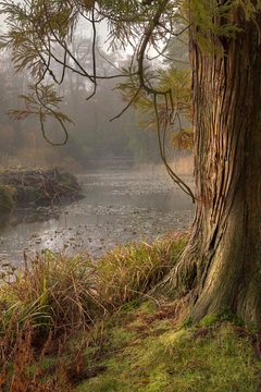 Botanical garden on a misty morning. Ireland, county Cork