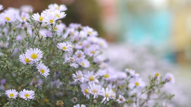 Wind shakes asters in the garden