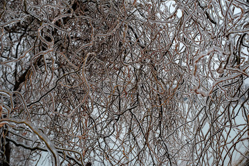 Frozen plants background